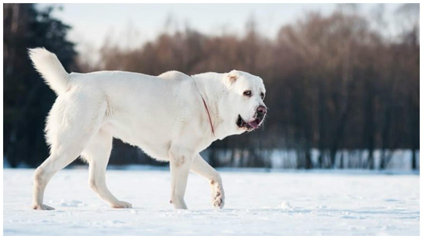 The Alabai: A Majestic Guardian and Loyal Companion