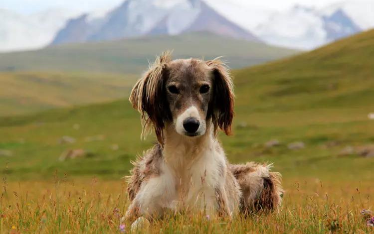 泰干犬：吉尔吉斯猎犬，为山区狩猎而饲养